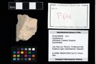 Foto (Objekt + Etikett) von Cyclothyreus sp.  (NHMW-GEO-2014-0194-0646)